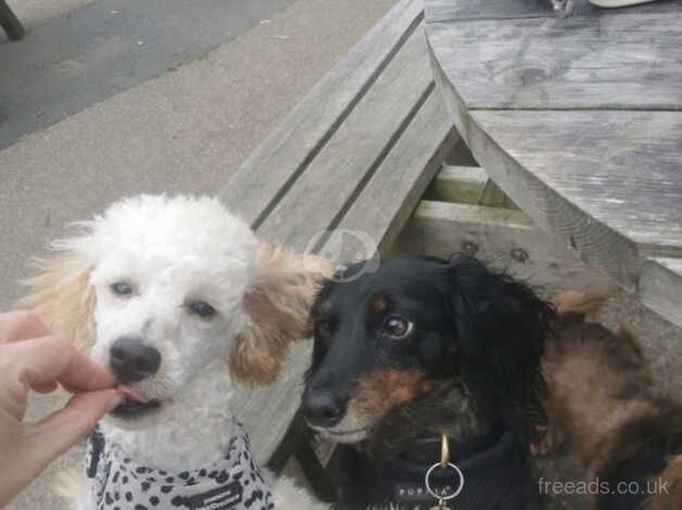 9 month old mini poodle for sale in Bromley, Bromley, Greater London - Image 2