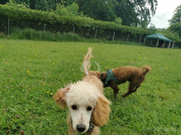 9 month old mini poodle for sale in Bromley, Bromley, Greater London - Image 3