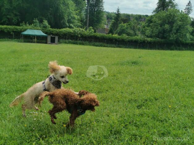 9 month old mini poodle for sale in Bromley, Bromley, Greater London - Image 4