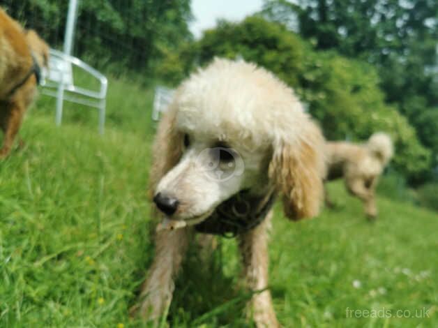 9 month old mini poodle for sale in Bromley, Bromley, Greater London - Image 5