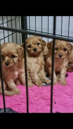 Absolutely stunning f1 cavapoo puppies for sale in Mansfield, Nottinghamshire