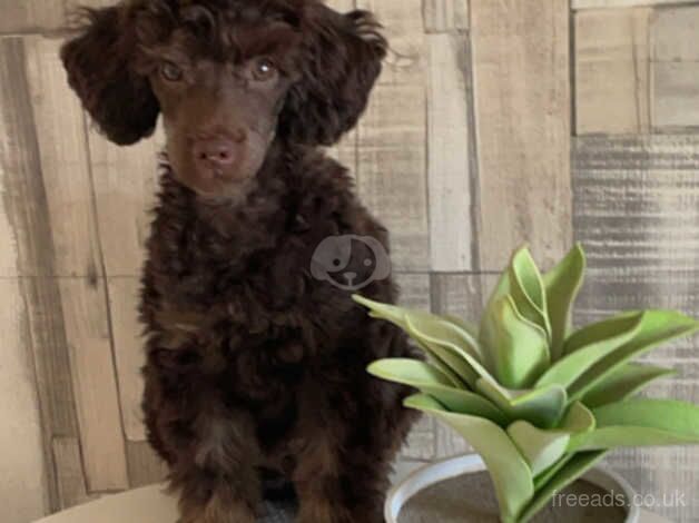 Active poodle for sale in Shipley, West Yorkshire - Image 1