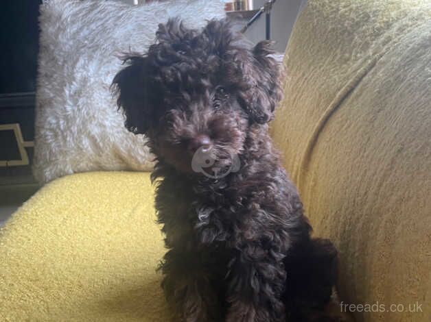 Active poodle for sale in Shipley, West Yorkshire - Image 2