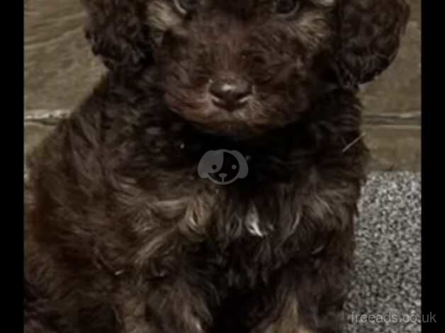 Active poodle for sale in Shipley, West Yorkshire - Image 3