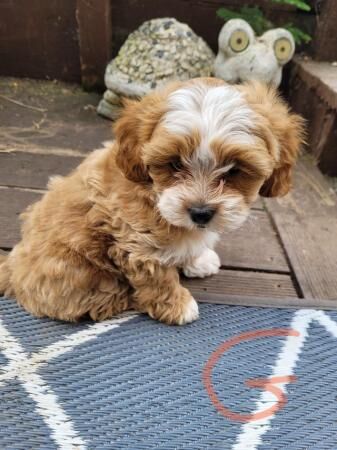 Adorabke Shihpoo Puppies for sale in Derby, Derbyshire