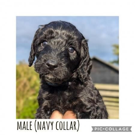 Adorable Cockapoo puppies for sale in Preston, Lancashire