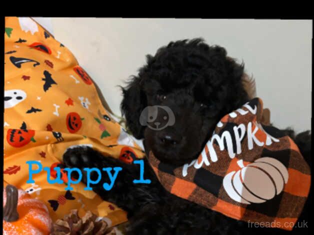 Adorable KC Registered puppies reduced from £1200 to £850 due to them being ready for their forever homes for sale in Blackpool, Lancashire - Image 3