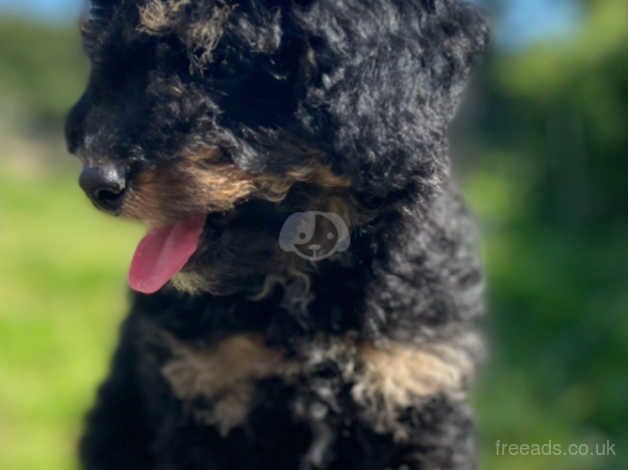 Adorable Welsh Collie X Poodle Puppies for sale in Bodmin, Cornwall