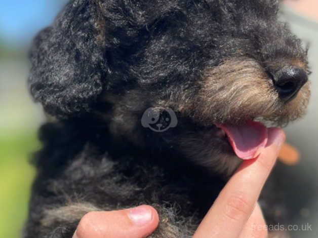 Adorable Welsh Collie X Poodle Puppies for sale in Bodmin, Cornwall - Image 2