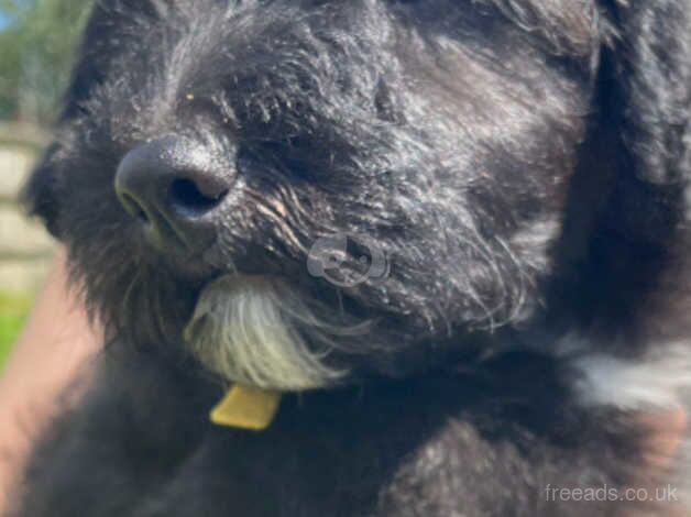 Adorable Welsh Collie X Poodle Puppies for sale in Bodmin, Cornwall - Image 3