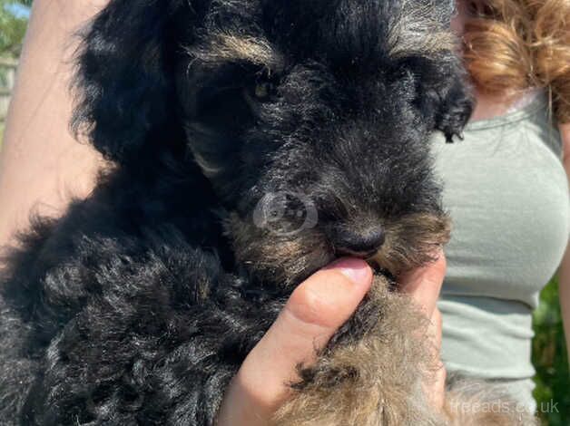 Adorable Welsh Collie X Poodle Puppies for sale in Bodmin, Cornwall - Image 5