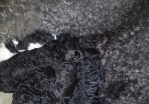 Amazing litter of standard poodle puppies for sale in Skelmersdale, Lancashire