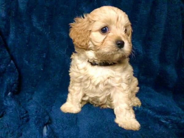 Apricot Cavalier King Charles x Toy Poodle - F1 Cavapoo Pups for sale in Worsley, Greater Manchester - Image 1