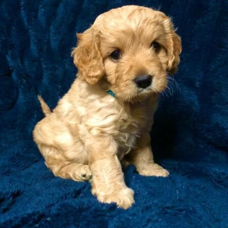 Apricot Cavalier King Charles x Toy Poodle - F1 Cavapoo Pups for sale in Worsley, Greater Manchester - Image 2