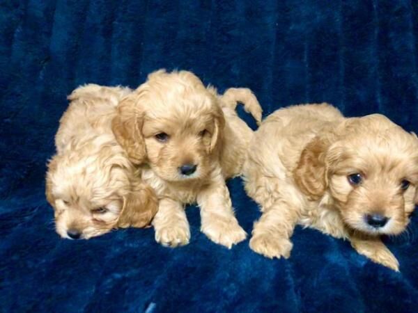 Apricot Cavalier King Charles x Toy Poodle - F1 Cavapoo Pups for sale in Worsley, Greater Manchester - Image 3