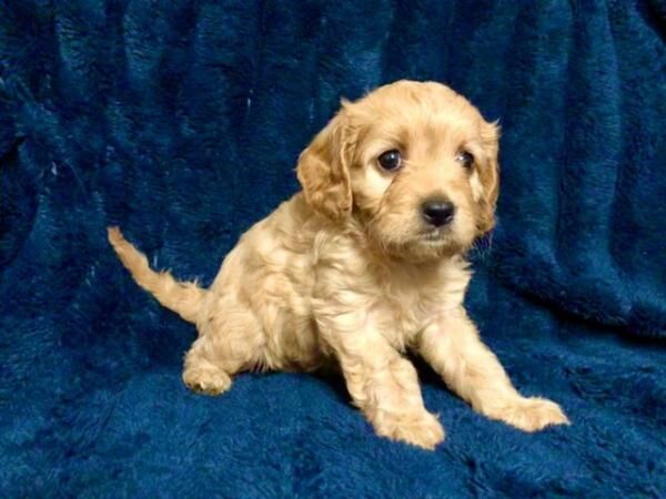 Apricot Cavalier King Charles x Toy Poodle - F1 Cavapoo Pups for sale in Worsley, Greater Manchester - Image 4