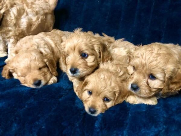 Apricot Cavalier King Charles x Toy Poodle - F1 Cavapoo Pups for sale in Worsley, Greater Manchester - Image 5