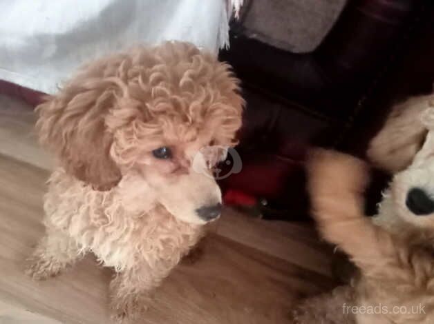 Apricot poodle puppies for sale in Spennymoor, County Durham