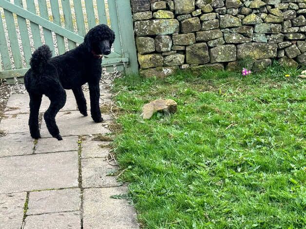 AVAILABLE NOW 4 Beautiful KC Reg Std Poodle Pups for sale in Buxton, Derbyshire - Image 2