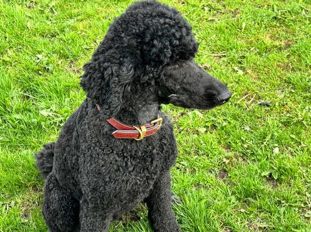 AVAILABLE NOW 4 Beautiful KC Reg Std Poodle Pups for sale in Buxton, Derbyshire - Image 3