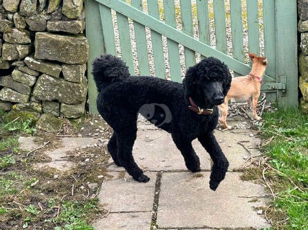 AVAILABLE NOW 4 Beautiful KC Reg Std Poodle Pups for sale in Buxton, Derbyshire - Image 4