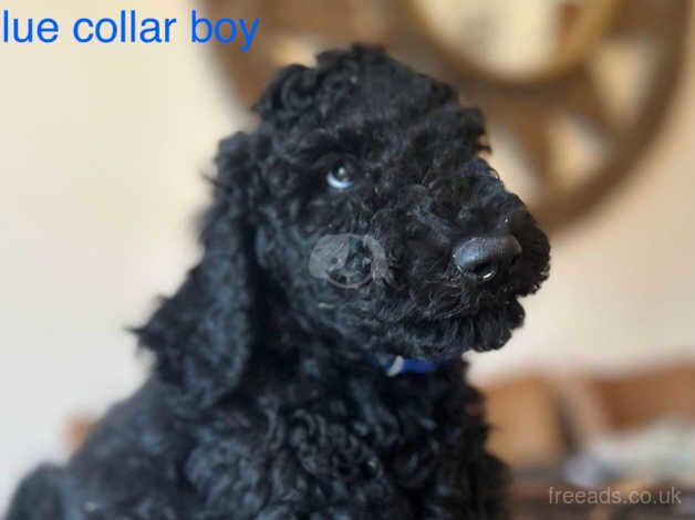 AVAILABLE NOW 4 Beautiful KC Reg Std Poodle Pups for sale in Buxton, Derbyshire - Image 5