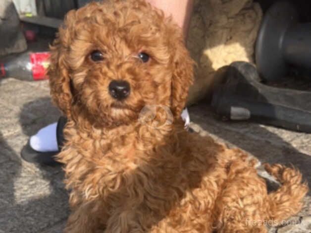 Beauitful red poodle for sale in Walsall, West Midlands