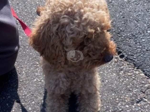 Beauitful red poodle for sale in Walsall, West Midlands - Image 2