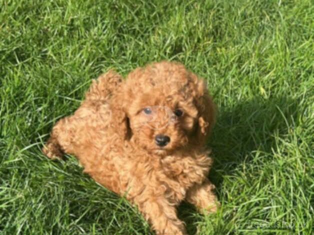 Beauitful red poodle for sale in Walsall, West Midlands - Image 3