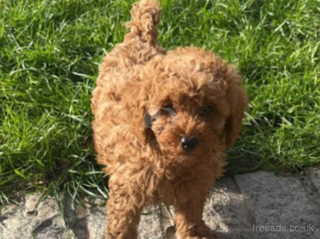 Beauitful red poodle for sale in Walsall, West Midlands - Image 4