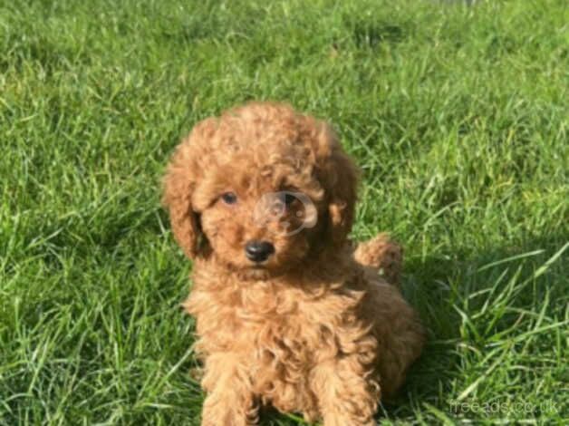 Beauitful red poodle for sale in Walsall, West Midlands - Image 5