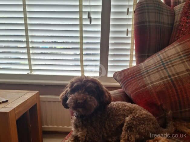 Beautiful adult poodles for sale in St Albans, Hertfordshire