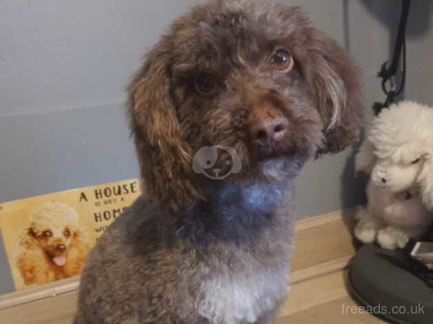 Beautiful adult poodles for sale in St Albans, Hertfordshire - Image 3