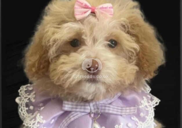 Beautiful Asian line poodle girl Bonnie. for sale in Bangor, Gwynedd