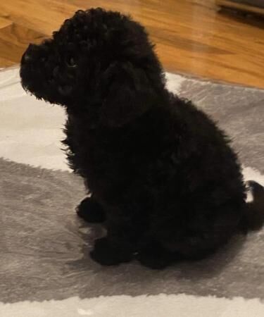 Beautiful black boy toy poodle for sale in Severn Stoke, Worcestershire