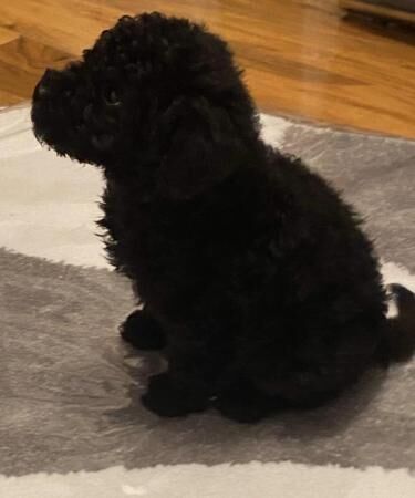 Beautiful black boy toy poodle for sale in Severn Stoke, Worcestershire - Image 1