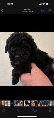 Beautiful black boy toy poodle for sale in Severn Stoke, Worcestershire - Image 2