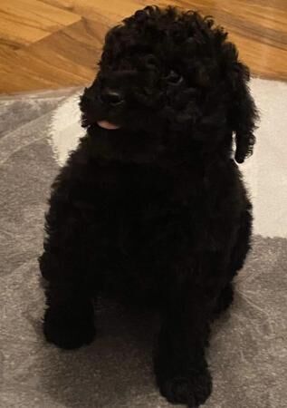 Beautiful black boy toy poodle for sale in Severn Stoke, Worcestershire - Image 3