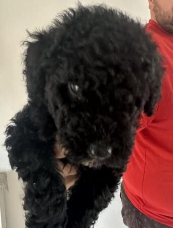 Beautiful black boy toy poodle for sale in Severn Stoke, Worcestershire - Image 4