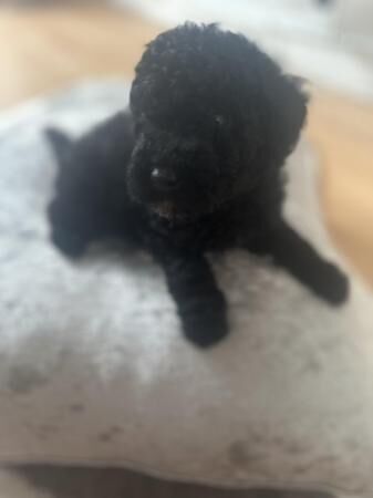 Beautiful black boy toy poodle for sale in Severn Stoke, Worcestershire - Image 5