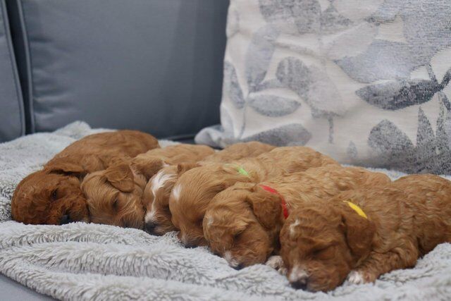 Beautiful Cavapoochon Puppies Looking For Their Forever Home for sale in Pontypool/Pont-y-pwl, Torfaen - Image 3