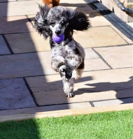 Beautiful Cockapoo puppies for sale in Ashbourne, Derbyshire - Image 1