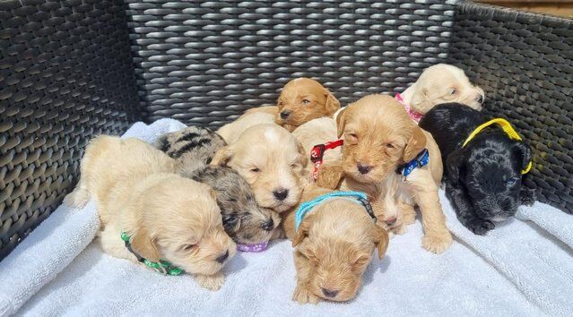 Beautiful Cockapoo puppies for sale in Ashbourne, Derbyshire - Image 3