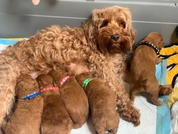 Beautiful Cockapoo puppies DNA tested parents for sale in Leeds, West Yorkshire - Image 2