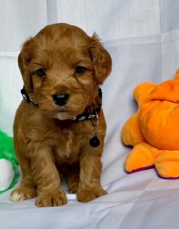 Beautiful Cockapoo puppies DNA tested parents for sale in Leeds, West Yorkshire - Image 3