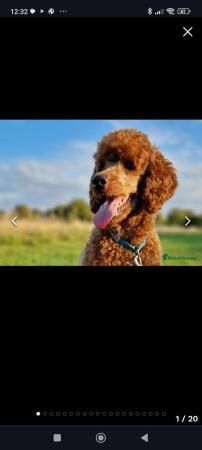 Beautiful Cockapoo puppies DNA tested parents for sale in Leeds, West Yorkshire - Image 5