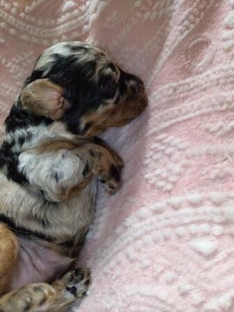 Beautiful F1b Chocolate & Blue Merle & chocolate cockapoos for sale in Southampton, Hampshire