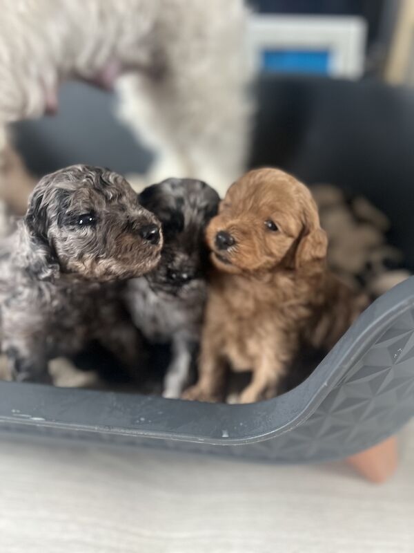 Beautiful FB1 cockapoo puppys for sale in Newcastle upon Tyne, Tyne and Wear - Image 1