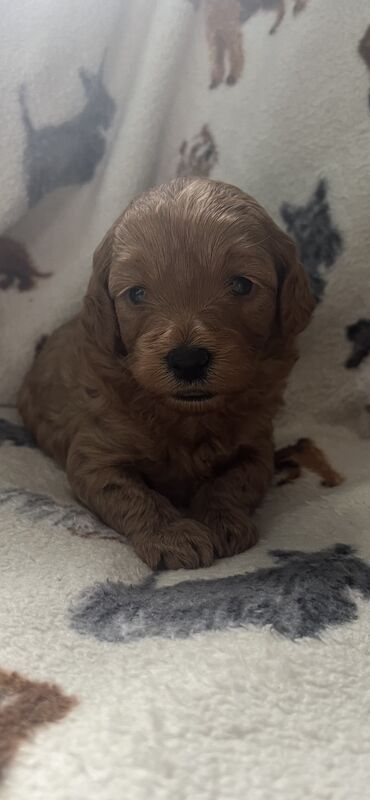 Beautiful FB1 cockapoo puppys for sale in Newcastle upon Tyne, Tyne and Wear - Image 2