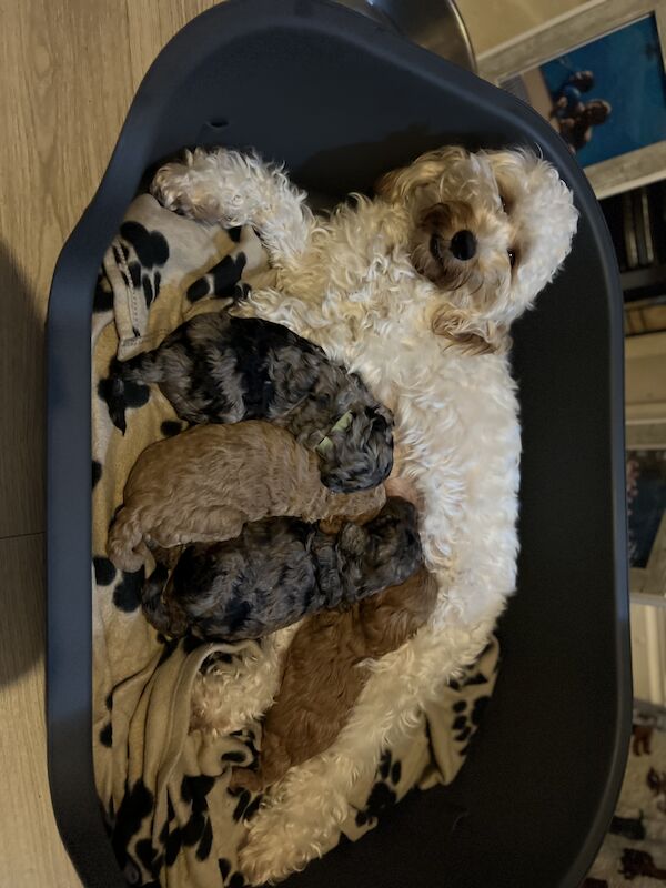 Poodle Puppies for sale in Tyne and Wear